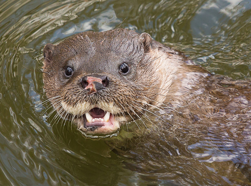 Eurasian Otter.jpg - PRINT_ADVANCED_OPEN
